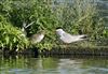 Common Tern
