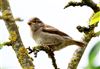 House Sparrow