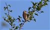 Photo of Whinchat at Pitstone Hill, Buckinghamshire. Taken by David Hutchinson on 10th August 2025.