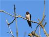 Swallow