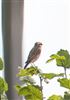 Whinchat