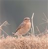 Wheatear