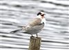 Common Tern