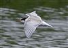 Common Tern