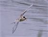 Common Tern