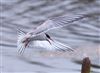 Common Tern