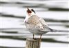 Common Tern
