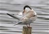 Common Tern