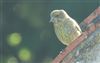 Greenfinch