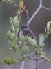 Photo of Stonechat at Stoke Common, Buckinghamshire. Taken by Matt Milne on 26th July 2025.
