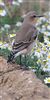 Wheatear