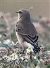Wheatear