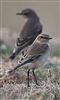 Wheatear