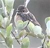 Photo of Stonechat at Stoke Common, Buckinghamshire. Taken by Matt Milne on 26th July 2025.