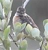 Photo of Stonechat at Stoke Common, Buckinghamshire. Taken by Matt Milne on 26th July 2025.