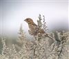 Corn Bunting
