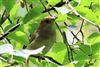Blackcap