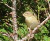 Willow Warbler