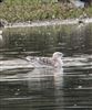 Mediterranean Gull