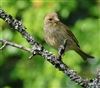 Greenfinch