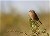 Photo of Stonechat at Pitstone Hill, Buckinghamshire. Taken by Don Stone on 9th September 2025.