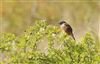 Photo of Stonechat at Pitstone Hill, Buckinghamshire. Taken by Don Stone on 9th September 2025.