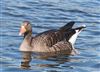 Greylag Goose