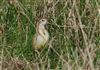 Photo of Yellow Wagtail at Lee Common , Buckinghamshire. Taken by Don Stone on 13th September 2025.