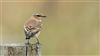 Wheatear