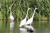 Great White Egret