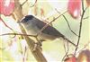 Blackcap