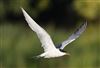 Common Tern