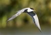 Common Tern