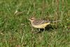 Photo of Yellow Wagtail at Dorney Common, Dorney, Buckinghamshire. Taken by Helaine Cadman on 6th September 2025.