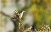 Mistle Thrush at Steps Hill, Buckinghamshire. Photographed by Michael Haberfield on 11th October 2026.