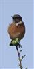 Stonechat at Pitstone Hill, Buckinghamshire. Photographed by Stewart Dennis on 29th September 2026.
