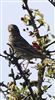 Corn Bunting at Pitstone Hill, Buckinghamshire. Photographed by Stewart Dennis on 29th September 2026.