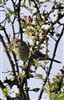 Corn Bunting at Pitstone Hill, Buckinghamshire. Photographed by Stewart Dennis on 29th September 2026.