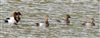 Pochard at Linford Reserve, Linford GPs, Buckinghamshire. Photographed by Michael Haberfield on 5th October 2026.