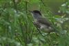 Blackcap at Lee Common , Buckinghamshire. Photographed by Don Stone on 3rd October 2026.