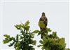 Mistle Thrush at Lee Common , Buckinghamshire. Photographed by Don Stone on 7th October 2026.
