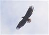 White-tailed Eagle at Little Marlow GP, Buckinghamshire. Photographed by David Ferguson on 8th October 2026.