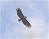 White-tailed Eagle at Little Marlow GP, Buckinghamshire. Photographed by David Ferguson on 8th October 2026.