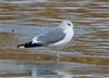 Common Gull