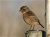 Stonechat