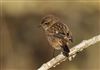 Stonechat
