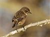 Stonechat