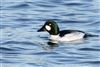Photo of Goldeneye at Foxcote Res, Buckinghamshire. Taken by Paul Gibbs on 31st December 2025.