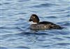 Photo of Goldeneye at Foxcote Res, Buckinghamshire. Taken by Paul Gibbs on 31st December 2025.