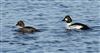 Photo of Goldeneye at Foxcote Res, Buckinghamshire. Taken by Paul Gibbs on 31st December 2025.